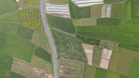 Paddy Field-Bird Eye Shoot Stock Footage 148305371