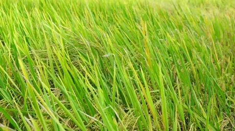 Paddy field blow by the wind. Stock Footage 65324514