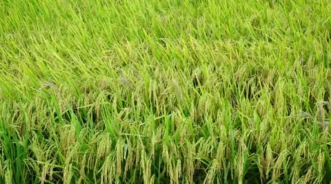 Paddy field blow by the winds.  Stock Footage 65324446