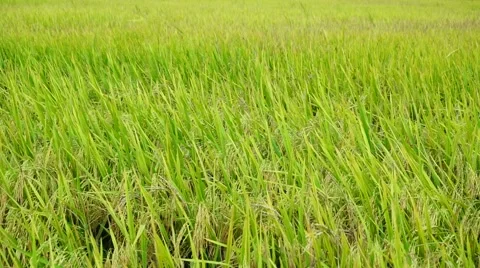 Paddy field blow by the winds.  Stock Footage 65324465