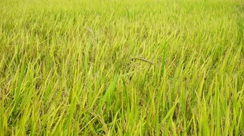 Paddy field blow by the winds.  Stock Footage 65324513