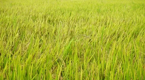 Paddy field blows by the wind. Stock Footage 65324505