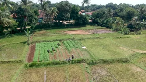 Paddy Field in Cieulengsi, West Java, Indonesia Stock Footage 150812646