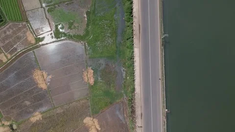 Paddy Field in Cieulengsi, West Java, Indonesia Stock Footage 150813079