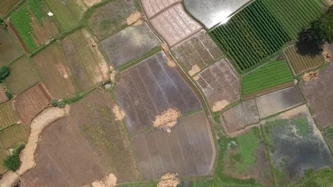 Paddy Field in Cieulengsi, West Java, Indonesia Stock Footage 150813895