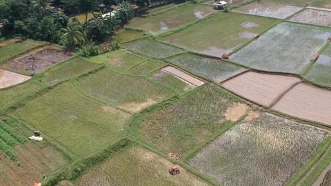 Paddy Field in Cieulengsi, West Java, Indonesia Stock Footage 150814248