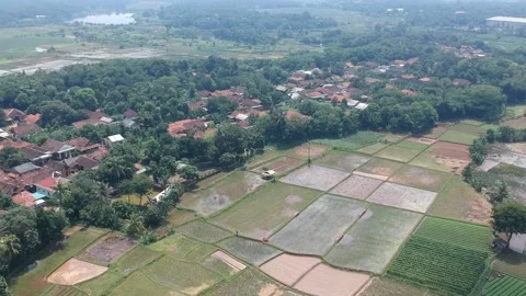 Paddy Field in Cieulengsi, West Java, Indonesia Stock Footage 150814432