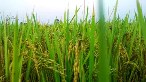 Paddy field close up pan shot Stock Footage 70866098
