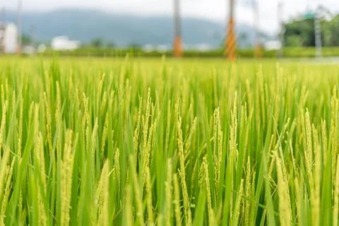 Paddy field close up Stock Photos