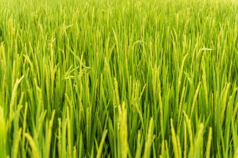 Paddy field close up Foto stock