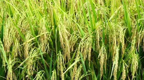 Paddy field close up view. Stock Footage 65324439