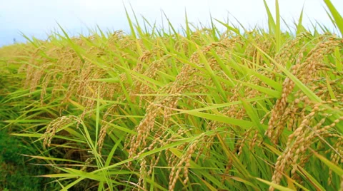 Paddy-field. Closeup. Stock Footage 31952518
