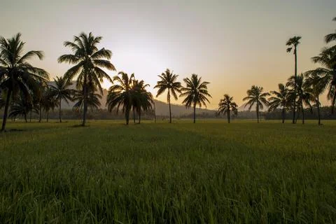 Paddy field with coconut trees in the background in focus Foto stock