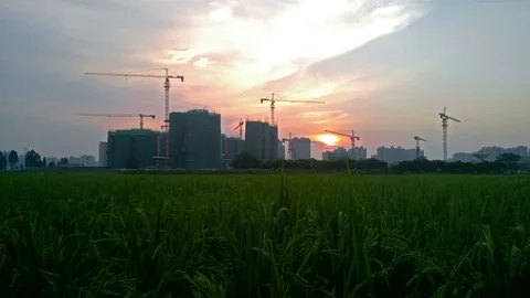 Paddy field with construction sites at background Stock Footage 80977349