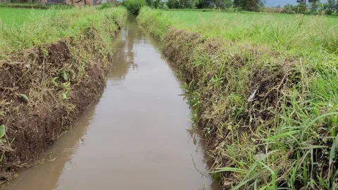 Paddy field drainage after rain Stock Footage 228896491