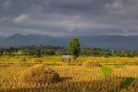 Paddy field dramatic sky Stock Photos