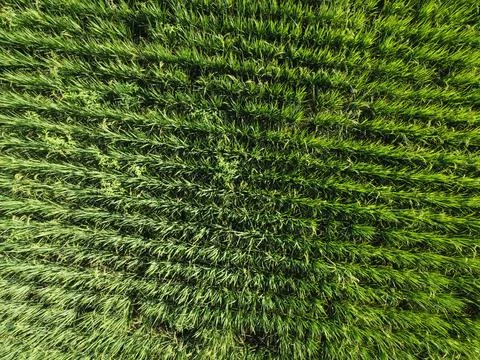 Paddy field farm.  Stock Photos