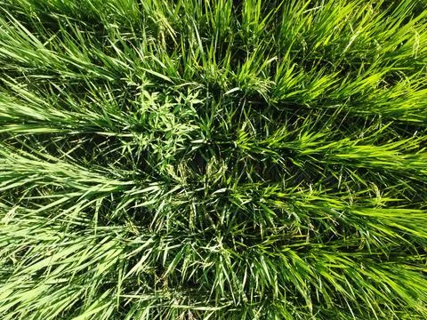 Paddy field farm.  Foto stock