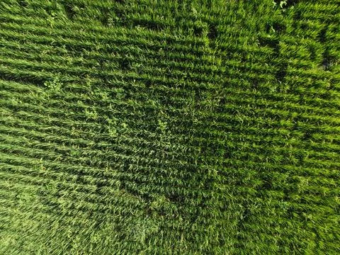 Paddy field farm.  Foto stock