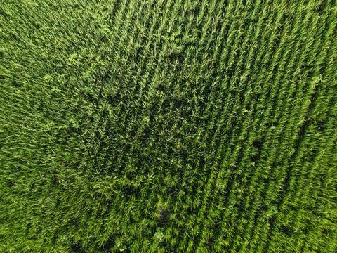 Paddy field farm.  Stock Photos