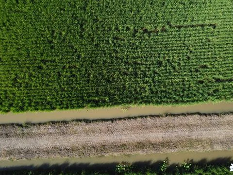 Paddy field farm.  Foto stock