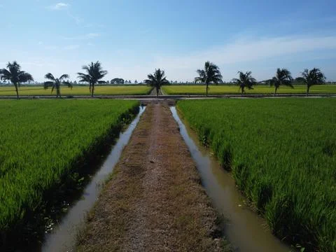 Paddy field farm.  Stock Photos