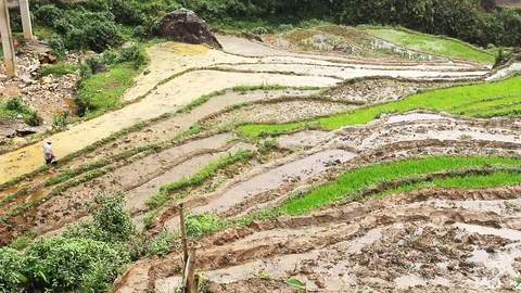 Paddy field farmer Stock Footage 109197322