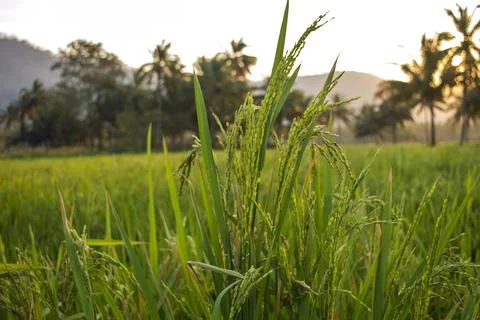 Paddy field in focus Stock Photos