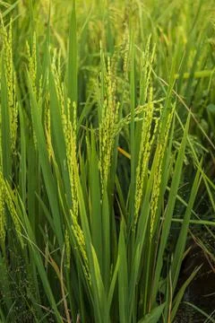 Paddy field in focus Stock Photos