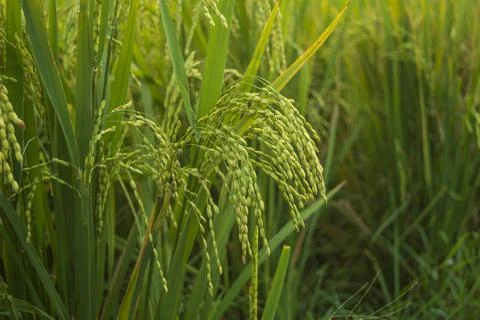 Paddy field in focus Stock Photos