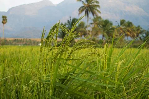 Paddy field in focus Stock Photos