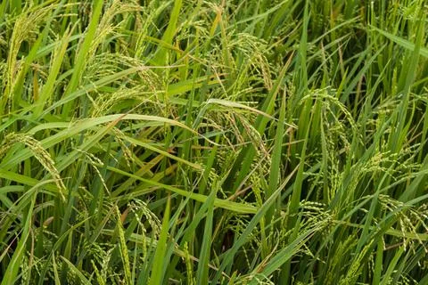Paddy field in focus Stock Photos