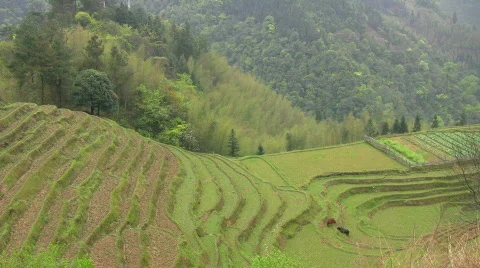 Paddy field Stock Footage 370489