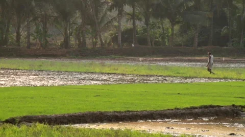 Paddy field Stock Footage 696411