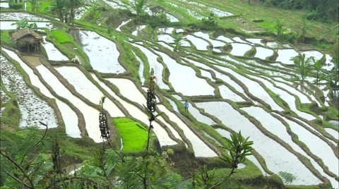 Paddy Field Stock Footage 5592518