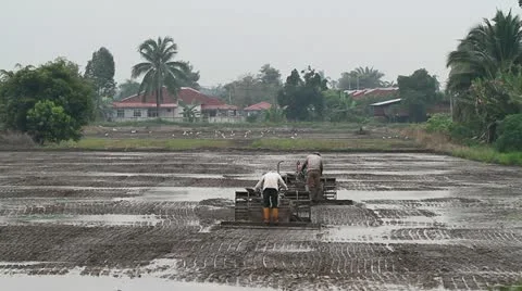 Paddy Field Stock Footage 21364440