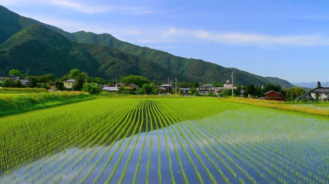 Paddy field. Stock-Footage 24641910