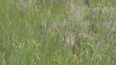 Paddy field Stock Footage 30393729