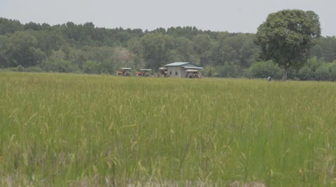 Paddy field 库存影片 30393790