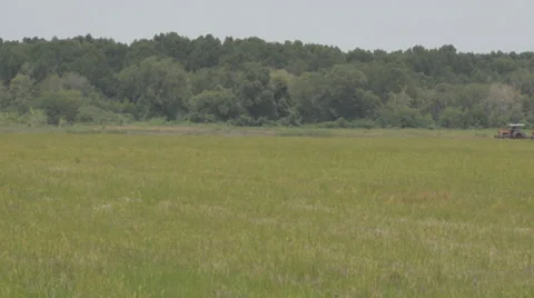 Paddy field Stock Footage 30393863