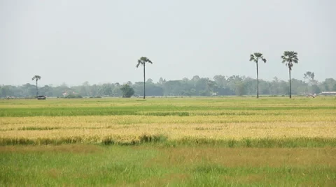 Paddy field Stock Footage 37715091