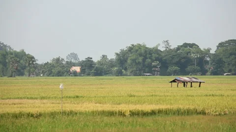 Paddy field Stock Footage 37717854