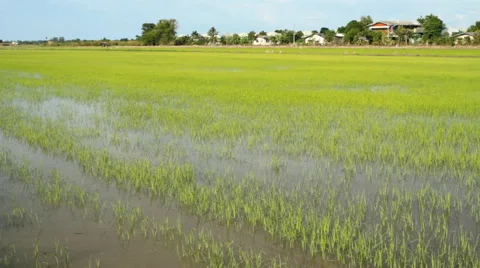 Paddy field. Stock Footage 43233552