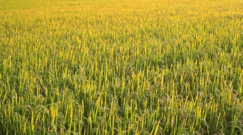 Paddy field. Stock Footage 43234784