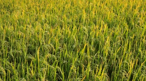 Paddy field. Stock Footage 43235181