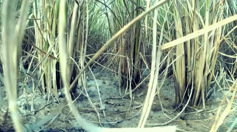 Paddy field Stock Footage 56974633