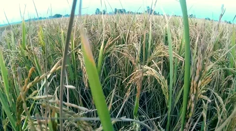 Paddy field Stock Footage 57057160