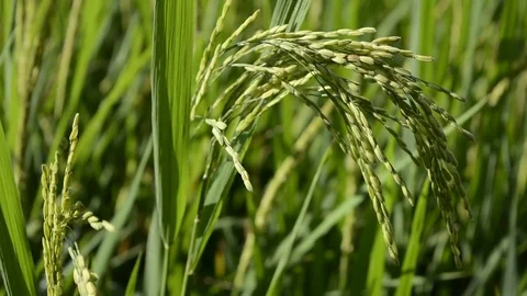 Paddy field Stock Footage 81094179