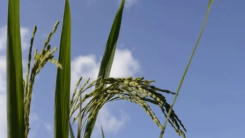 Paddy field Видео 81094211