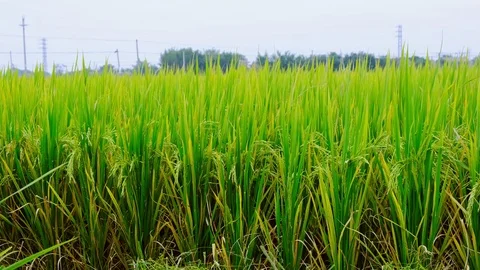 Paddy field Stock Footage 81931114